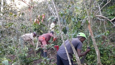 Limpieza de las fincas en la República Dominicana